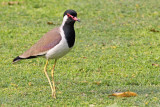 Red-wattled Lapwing - 66 045