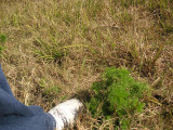 Vegetation with Foot