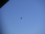 Soaring Raptor