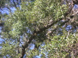 Woodpecker1