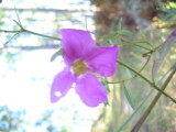 Purple Flower