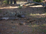 Armadillo 1