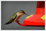 May 6, 2006 - Hummingbird