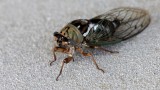 Cicadidae-1233