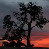 TreeSunset
