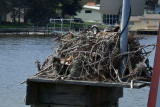 59TarponSprings Osprey nest-611