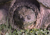 Turtle-0820