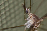 Mosquito-0857