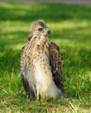 Baby Hawk  58 sm.jpg