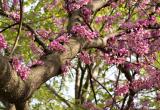 Redbud tree in bloom
