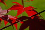 Red red maple