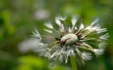 Dandelion blown away
