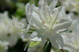 Rhododendrons