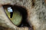 catseyes__transparency_