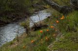 Poppies along Arroyo Mocho