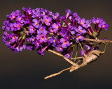 Carolina Praying Mantis