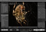 Lightroom 2 spider work