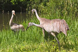 CRW_4130.jpg