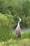 CRW_4170.jpg