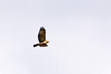 CRW_4307.jpg