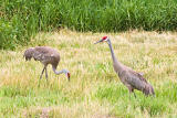 CRW_4354.jpg