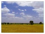 Campos de Castilla