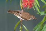 Brown-backed Honeyeater