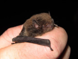 Large Forest Bat