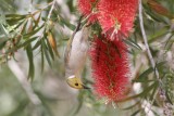 White-plumed Honeyeater