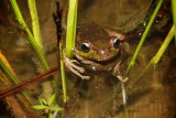 Tasmanian Tree Frog