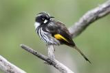 New Holland Honeyeater