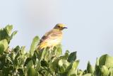 Orange Chat (Sydney)