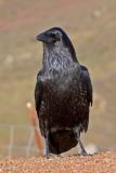 Marin Highlands Blackbird