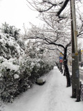 Ulsan Snow 2011