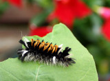 Milkweed Tiger Moth Caterpillar