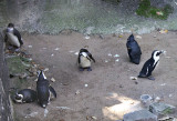 African Black Footed Penguins