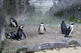 African Black Footed Penguins 2