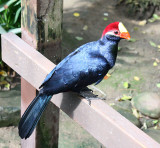 Violaceous Turaco