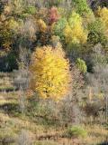 Yellow Tree