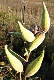 Closed Milkweed Pods