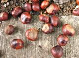 Horsechestnuts