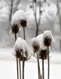 Snowcapped Teasels