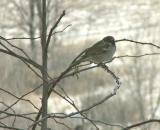 House Sparrow