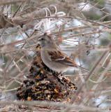 American Tree Sparrow on a Bird Bell