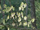 Sunlit Maple Blossoms