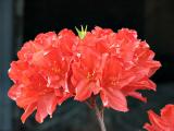 Azalea Cluster