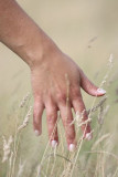Hand in the fields.JPG