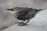 Starling (juvenile).JPG