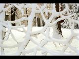 Snow Web-Cemetery Toronto