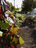 First crop at The Vinyard in San Rafael